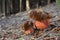 Scarletina Bolete - Neoboletus luridiformis