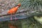 Scarlett Ibis Preening Itself bird in water, wildlife