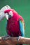 Scarlett Macaw bird parrot looking curious