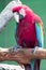 Scarlett Macaw bird parrot looking curious