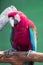 Scarlett Macaw bird parrot looking curious