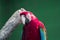 Scarlett Macaw bird parrot. Red and blue macaw