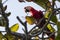 Scarlett Macaw in Tree