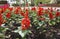 Scarlett sage Salvia splendens red flowers in a flower bed close-up.