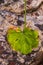 Scarred autumn leaf isolated against a rock