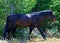 Scarred and beaten up Black Mustang Wild Horse Stud Stallion