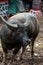 Scarred buffalo carabao tied by The Nose in