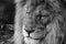Scarred Lion in Black and White