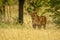 Scarred lioness stands under tree in grass