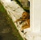 A scarred male dog in the west indies