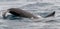 Scarred tail of diving adult Killer Whale, Beagle Channel, Chile