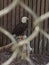 Scarsdale NY Nature center bald eagle