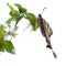 Scarse swallowtail ( Iphiclides podalirius) sitting on cherries