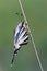 Scarse swallowtail (Iphiclides podalirius) sitting on dry grass