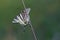 Scarse swallowtail (Iphiclides podalirius) sitting on dry grass