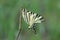 Scarse swallowtail (Iphiclides podalirius) sitting on dry grass