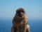 Scary Barbary macaque or monkey of Gibralter, Macaca sylvanus