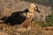 Scary bearded vulture bird with a bone in the beak in the rocky valley on a sunny day