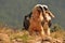 Scary bearded vulture birds eating bones in the rocky valley on a sunny day