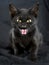 Scary black cat