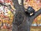 Scary Black Cat Hiding in a Tree, Halloween Decorations and Toys