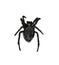 Scary black spider illustration for Halloween isolated on white background