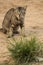 Scary cat staring at camera prepeared to attack. Macro lens.