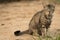 Scary cat staring at camera prepeared to attack. Macro lens.