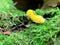 Scary caterpillar, birch sawfly larva, Cimbex Femoratus of yellow color with black dots on sides and line on back