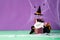 Scary colorful Halloween cocktails with party decorations on purple and green background