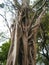 A Scary Creepy Tree Trunk in the Forest