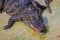 Scary crocodile is eating fresh meat in the farm. Crocodile farm