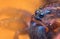 Scary eyes of Ground wolf spider, Trochosa terricola, close up macro photo