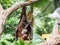 Scary flying fox on tree eating fruits