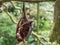 Scary flying fox on tree eating fruits