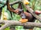 Scary flying fox on tree eating fruits