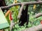 Scary flying fox on tree with fruits