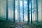 Scary foggy conifer trees forest