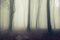 Scary fogy forest