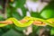 Scary green venomous pit viper is crawling on the branch. Green pit viper snake Trimeresurus also known as Asian palm pit vipers