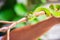 Scary green venomous pit viper is crawling on the branch. Green pit viper snake Trimeresurus also known as Asian palm pit vipers