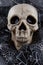 Scary grinning Skull Halloween decor nestled on silver cobwebs on black