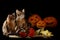 Scary halloween pumpkin and two somali kittens