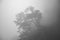 Scary horror tree in dark foggy forest. Horror, mysterious, fantasy atmosphere. Misty landscape, moody. Halloween background.