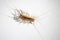 scary insect centipede indoors. insect cleaning and disinfection