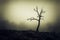 Scary lonely bare tree