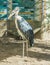 Scary looking bald marabou african stork bird with a long bill