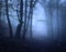 Scary mysterious forest in fog in autumn. Magic trees. Nature