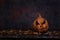 Scary pumpkin lantern with an evil Halloween grin, on a dark blue background on wooden boards, autumn leaves.