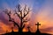 Scary silhouette dead tree and spooky silhouette crosses with halloween concept